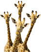 image of curious giraffes. Collaboration. With shrinking resources and expanding needs, no one can do it alone. How do you turn the diverse interests and strengths of all the players into strategic partnerships and successful collaboration?